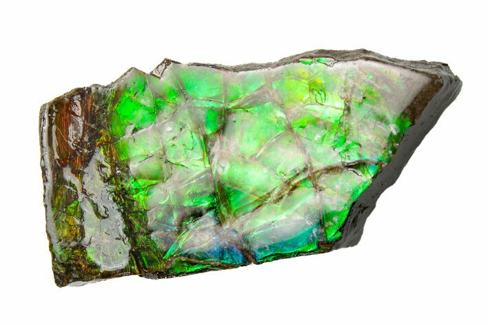 1.7" Iridescent Ammolite (Fossil Ammonite Shell) - Alberta, Canada